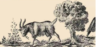 Da li vidite čoveka na slici? Samo 1% ljudi uoči vlasnika koze za 5 sekundi, proverite da li ste među njima