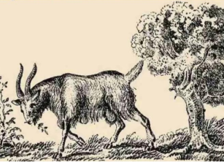 Da li vidite čoveka na slici? Samo 1% ljudi uoči vlasnika koze za 5 sekundi, proverite da li ste među njima