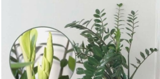 Samo 3 supene kašike i zamiokulkas će dati PUNO novih listova!