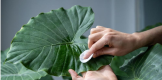 Zašto adam plače? Evo šta prouzrokuje kapljice vode na listovima i šta vam time biljka poručuje