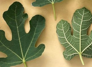 OTKRIJTE SNAGU SMOKVINOG LISTA! 🍃💪 10 ČUDA ZDRAVLJA KOJA MORATE ZNATI 🌟🍵