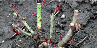 EVO vodiča kako rezati ruže na kraju sezone: Za godinu dana cvjetaće duplo više i u ogromnim cvjetovima!