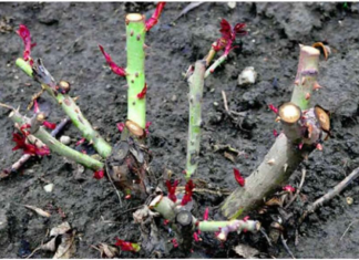 EVO vodiča kako rezati ruže na kraju sezone: Za godinu dana cvjetaće duplo više i u ogromnim cvjetovima!