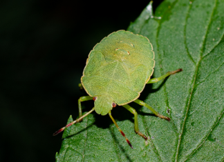 EVO ŠTO ZNAČI KAD SMRDIBUBE UĐU U KUĆU – NE UNIŠTAVAJTE JE: BUDITE OPREZNI, MNOGI TO NE ZNAJU