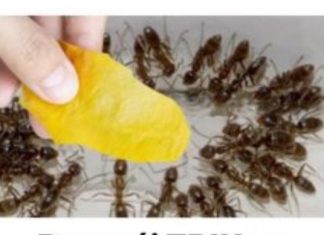 Domaći TRIK za rješavanje mrava u vikendici i vrtu: Samo ga stavim na zemlju i sutradan mrava nema!