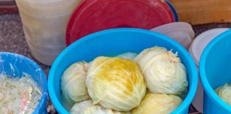 Samo na OVAJ način se ispravno kiseli kupus: Nema šanse da se pokvari do proljeća