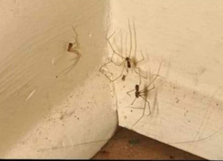 PAUKOVI NE PODNOSE MIRIS JEDNE BILJKE: Nabavite je i nećete ih više vidjeti u kući