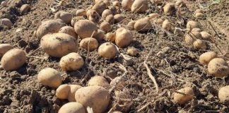 UBACITE 1 VOĆKU U VREĆU SA KROMPIROM I SPREČIĆETE KLIJANJE: Malo ko je znao da se u tome krije TRIK