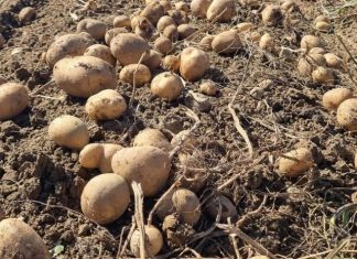 UBACITE 1 VOĆKU U VREĆU SA KROMPIROM I SPREČIĆETE KLIJANJE: Malo ko je znao da se u tome krije TRIK