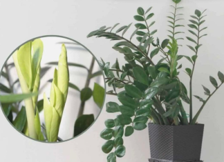 Samo 3 supene kašike i zamiokulkas ćedati PUNO novih listova!