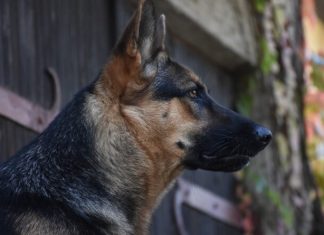 Kako je pas heroj Max otkrio tajnu plišanog mede i spojio izgubljenu porodičnu priču