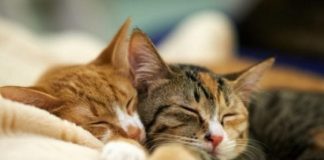 NEPOZNATA MAČKA VAM SE POJAVILA NA KUĆNOM PRAGU? INDIJSKO VJEROVANJE UPOZORAVA: “U toj kući će uskoro biti…”