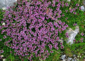 Zlatni čaj: Zaboravite na vrtoglavicu, visok kolesterol i bolesti štitnjače (recept)