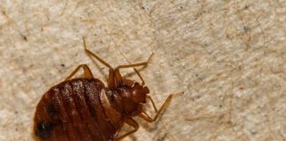 STJENICE U DOMU: PREPOZNAJTE IH NA VRIJEME I RIJEŠITE SE NAJBRŽE MOGUĆE