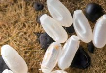 Primijetila sam čudne bele tačkice na krevetu — ono što sam kasnije otkrila bilo je zaista zastrašujuće.