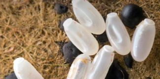 Primijetila sam čudne bele tačkice na krevetu — ono što sam kasnije otkrila bilo je zaista zastrašujuće.