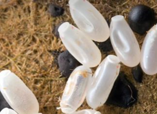 Primijetila sam čudne bele tačkice na krevetu — ono što sam kasnije otkrila bilo je zaista zastrašujuće.