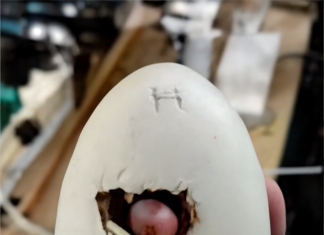 To je jedna žena pronašla u jajetu iz jednog restorana: to je zaista nevjerovatno.