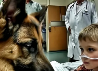 Pre operacije, dečak je jako zagrlio svog psa, ali neočekivano ponašanje ljubimca iznenadilo je sve lekare.