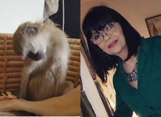 Nada Obrić živela sa majmunom, hranila ga, sa sobom vodila: Nije ni slutila šta će je te večeri snaći u podrumu – igrala se sa đav0lom, koštao je života