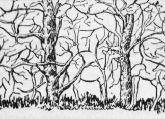 Prva životinja koju vidite na ilustraciji otkriće vam apsolutno sve o vašoj ličnosti i to bez greške