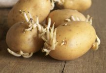 Djed ga je uvijek bacao u vreću s krompirom i trajali su do sljedeće žetve: Nijedan nije proklijao!