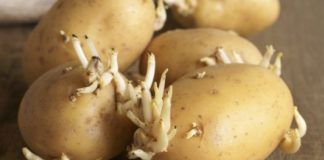 Djed ga je uvijek bacao u vreću s krompirom i trajali su do sljedeće žetve: Nijedan nije proklijao!