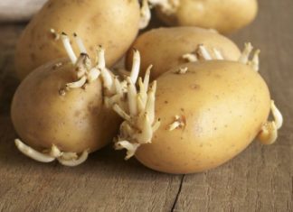 Djed ga je uvijek bacao u vreću s krompirom i trajali su do sljedeće žetve: Nijedan nije proklijao!