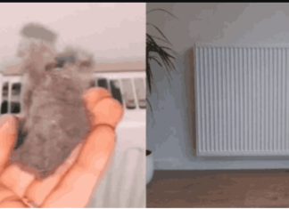EVO KAKO DA OČISTITE RADIJATORE ZA MINUTU: Bolju foru niste vidjeli, kako se niko ranije nije sjetio ovoga?!