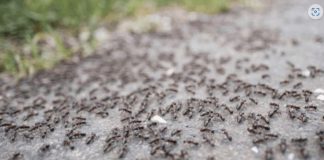 BJEŽE KAO LUDI: Ovo je “bijela smrt” za mrave, a nije ni so, ni soda bikarbona!