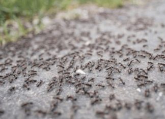 BJEŽE KAO LUDI: Ovo je “bijela smrt” za mrave, a nije ni so, ni soda bikarbona!