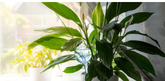 Samo jedna kasika i Spathiphyllum nevjerovatno ce cvjetati!!