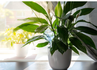 Samo jedna kasika i Spathiphyllum nevjerovatno ce cvjetati!!