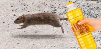 Nekoliko kapi ovog proizvoda će vam pomoći da TRAJNO otjerate miševe iz kuće: Slijedite OVU proceduru!