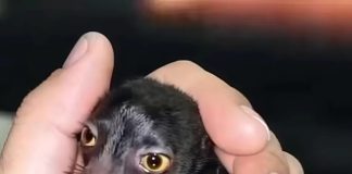 Jedan čovek otkriva čudno stvorenje u šumi — godinu dana kasnije, istina šokira sve.