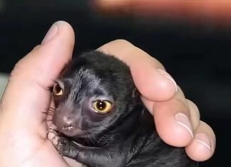 Jedan čovek otkriva čudno stvorenje u šumi — godinu dana kasnije, istina šokira sve.