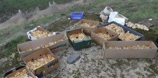 Tokom šetnje kroz šumu primetio sam čudne žute kuglice koje su ličile na pečurke — ono što su zapravo bile me je iznenadilo.