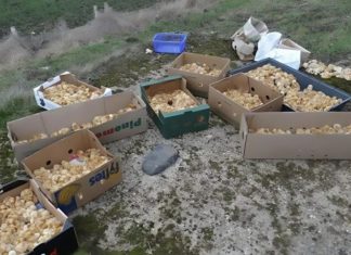 Tokom šetnje kroz šumu primetio sam čudne žute kuglice koje su ličile na pečurke — ono što su zapravo bile me je iznenadilo.