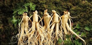 Našao sam nešto čudno u svom dvorištu — prvo sam pomislio da je to nešto vanzemaljsko… ali istina me iznenadila.