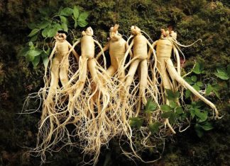 Našao sam nešto čudno u svom dvorištu — prvo sam pomislio da je to nešto vanzemaljsko… ali istina me iznenadila.