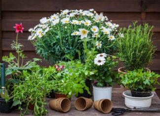 ODMAH JE PROCVJETALA! 1 kašičica za svaki kućni cvijet i bujno cvjetanje je zagarantovano!