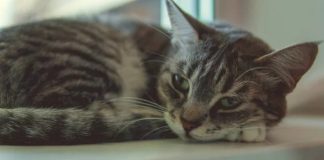 Siromašna stara dama nije puštala nikoga u svoj dom 26 godina. Nisam znala zašto… sve dok sama nisam ušla.