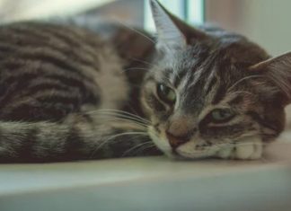 Siromašna stara dama nije puštala nikoga u svoj dom 26 godina. Nisam znala zašto… sve dok sama nisam ušla.