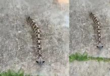 Ujutru sam u dvorištu primetila nešto i pomislila da je samo igračka, ali se stvarnost pokazala mnogo strašnijom.