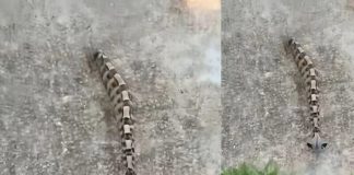 Ujutru sam u dvorištu primetila nešto i pomislila da je samo igračka, ali se stvarnost pokazala mnogo strašnijom.