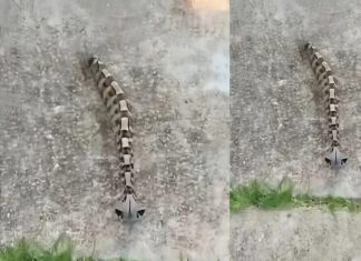 Ujutru sam u dvorištu primetila nešto i pomislila da je samo igračka, ali se stvarnost pokazala mnogo strašnijom.