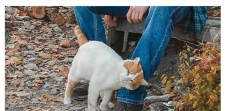 TRLJA LI SE MAČKA UZ VAŠE NOGE: Evo šta vam pokušava reći