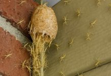 Izašao sam na trijem i vidio kako zid… oživljava! Stotine sitnih stvorenja izašlo je iz svoje tajanstvene čahure ravno pred mojim vratima!