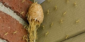 Izašao sam na trijem i vidio kako zid… oživljava! Stotine sitnih stvorenja izašlo je iz svoje tajanstvene čahure ravno pred mojim vratima!