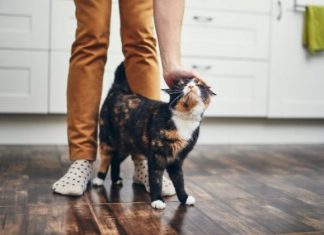 TRLJA LI SE MAČKA UZ VAŠE NOGE: Evo šta vam pokušava reći